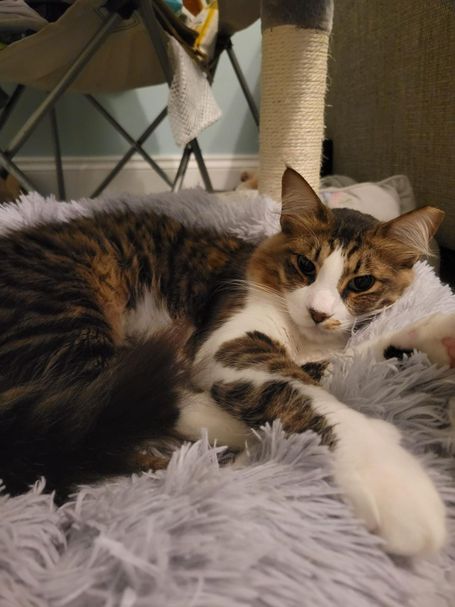 Tabby cat curled up on a fluffy pillow or blanket, looking into the camera.