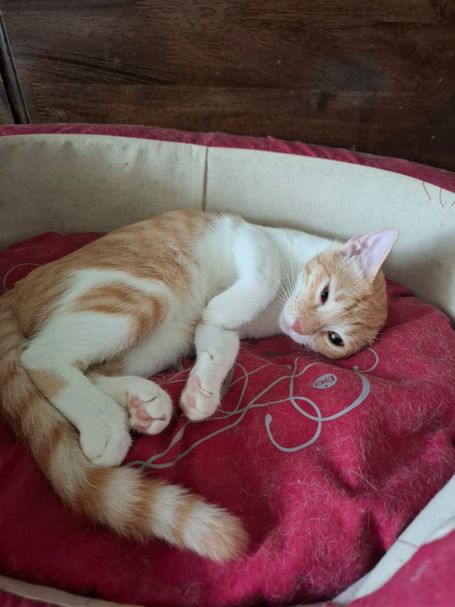 Ginger tabby cat with white neck and legs lies relaxed in a cushion like basket on top of a red pillow.
