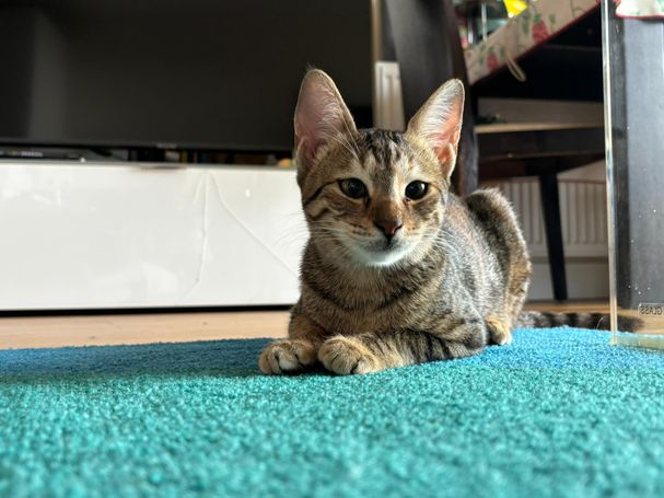 Young female, tabby cat with big ears on turquoise coloured carpet 
