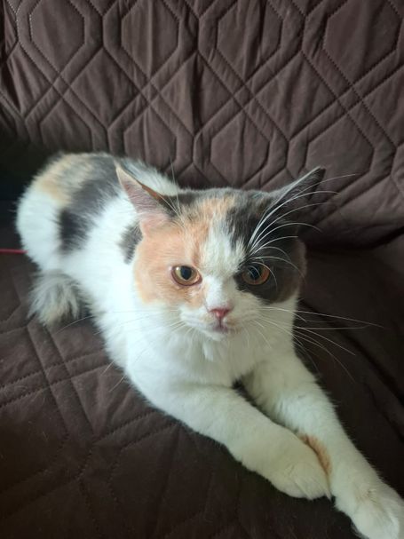 Calico cat with white neck/legs on brown sofa, right side of head is orange and left side grey. She looks a bit annoyed.