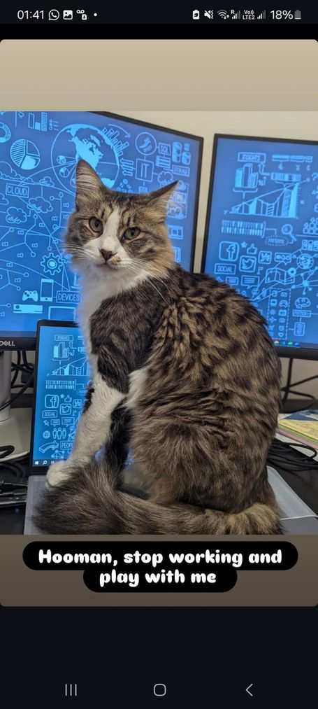 Tabby cat sitting on an open notebook, looking into the camera. A text below says "Hooman, stop working and play with me".