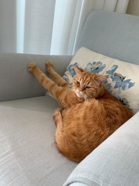 A ginger cat lying on a grey armchair, front paws stretched out. A beige cushion with blue floral pattern is behind the cat.