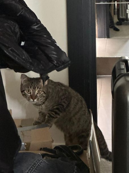 Curious tabby cat looking into the camera
