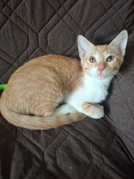 Ginger tabby cat with white neck, curled up on a sofa with light brown cover.
