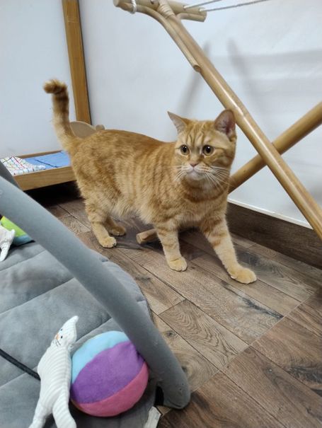 A ginger cat standing on a mid-brown floor underneath a wooden clothes rack
