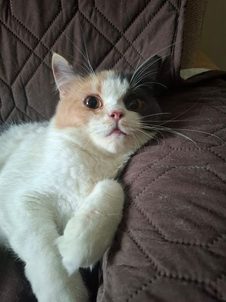 Calico cat with white neck/legs on brown sofa, right side of head is orange and left side grey. Relaxed on brown sofa, looking at camera.