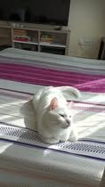 White cat relaxed in the sunshine on pink, white, purple striped table cloth. 
