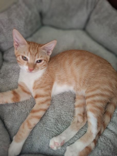 Ginger tabby cat with white paws relaxed on a grey cushion