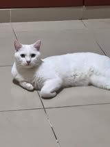 White called lying relaxed on a tiled floor