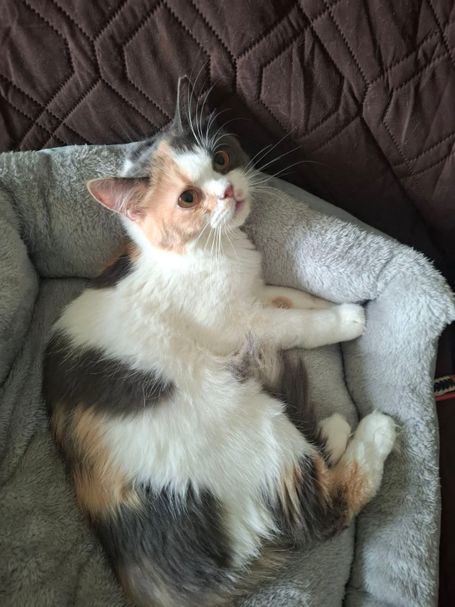 Calico cat with white neck/legs on brown sofa, right side of head is orange and left side grey. Relaxed in grey basket.