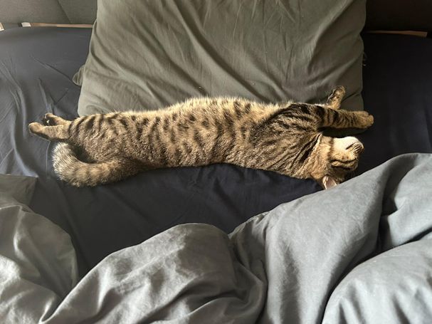 Tabby cat very relaxed and stretched out on the bed