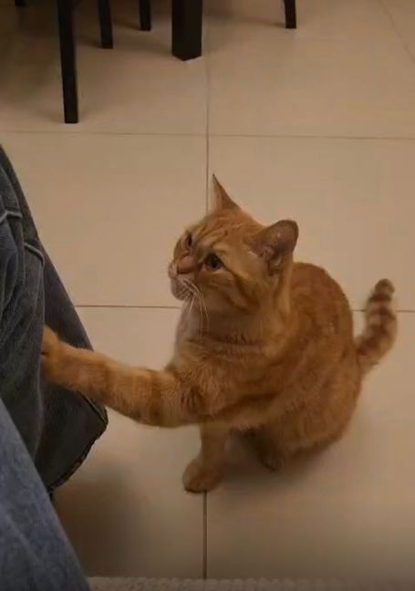 A ginger cat standing on the floor, one leg and paw touching a jacket.