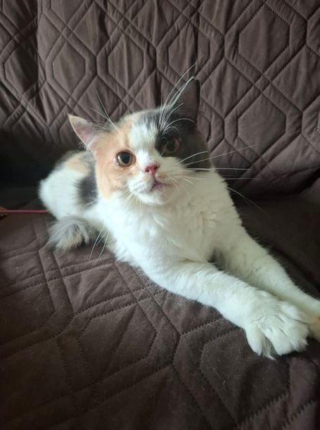 Calico cat with white neck/legs on brown sofa, her right head is orange and left side grey.
