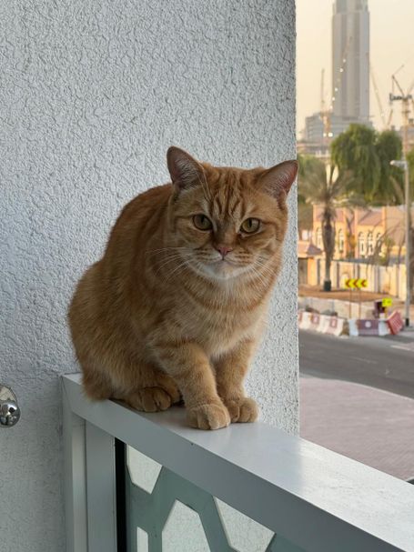 A ginger cat sitting comfortably on a balcony, looking directly into the camera
