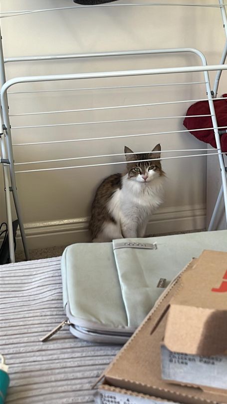 Fluffy grey and white cat sitting underneath a clothes rack. 