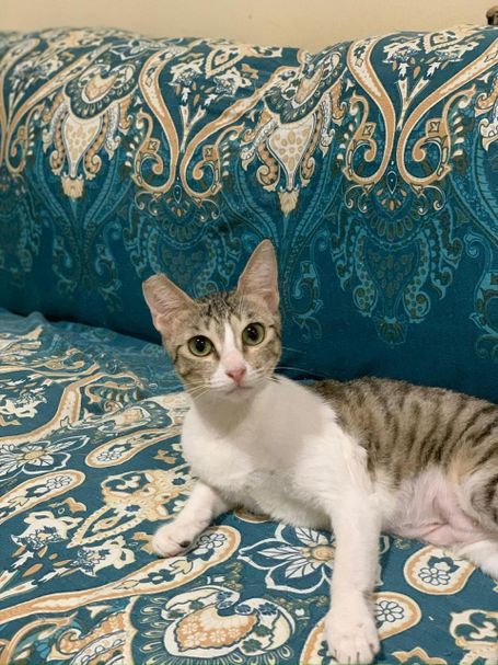 Tabby cat lay down on mixed blue/beige throw over, her ears are long and she looks curious.