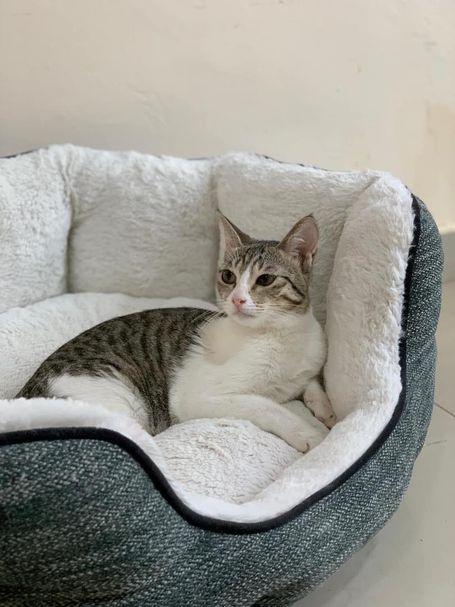 Tabby cat with white legs/neck enjoys a relaxed time in a big grey basket with soft inner lining.