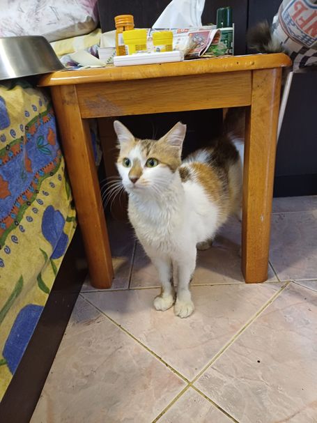 Female cat standing underneath a small table