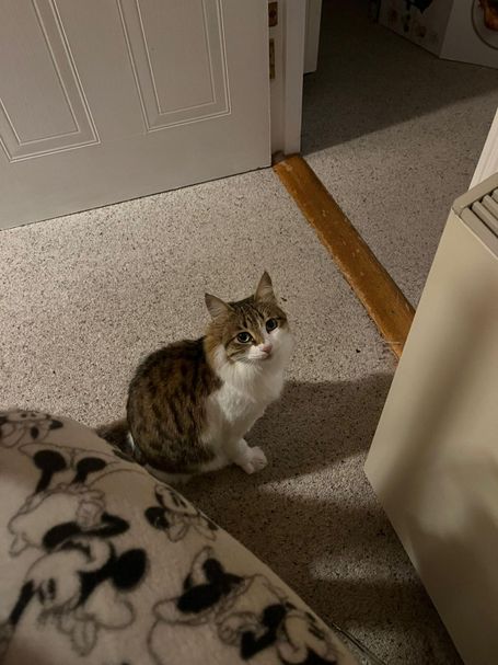 Cat sitting on a carpeted floor, looking directly at the camera. The cat has a tabby coat pattern and appears to be attentive and alert in i