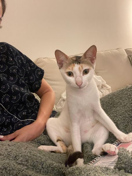 Luna sitting relaxed on her back paws