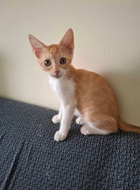 A young, ginger tabby cat with white neck and white legs standing on the headrest of a sofa. Her ears are long.