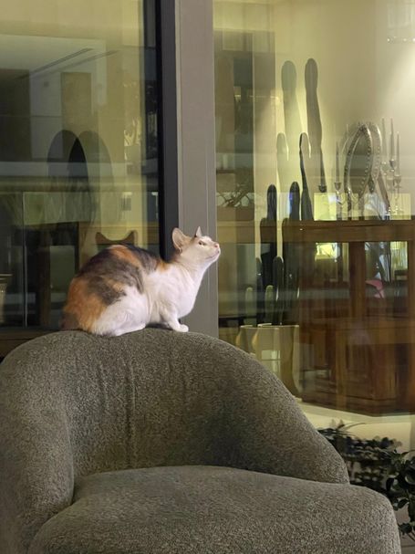 Luna sits on a grey chair and looks up to the window