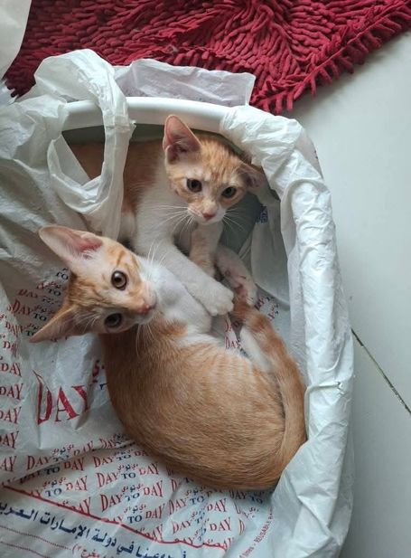Two ginger tabby cats are lying in a white basked, seemingly playful.
