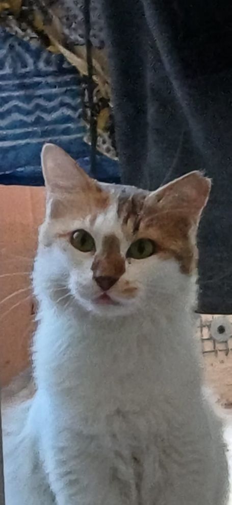 White orange cat looks friendly into the camera