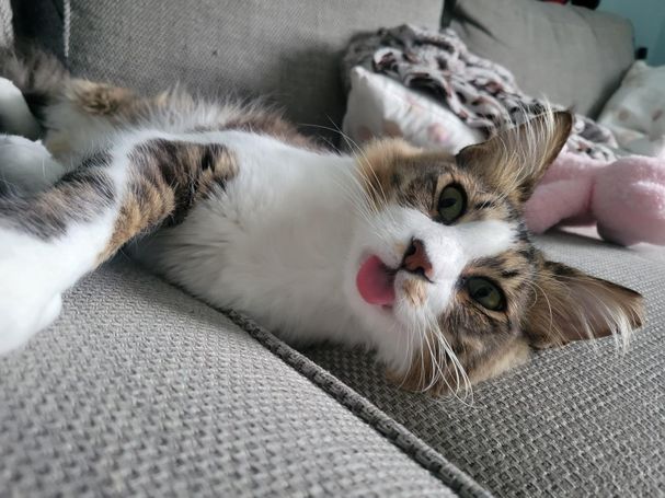 Tabby cat lying on a grey sofa, his tongue stuck out and he has a playful expression on his face.