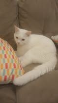 White can on light grey sofa, with a colourful cushion beside him.