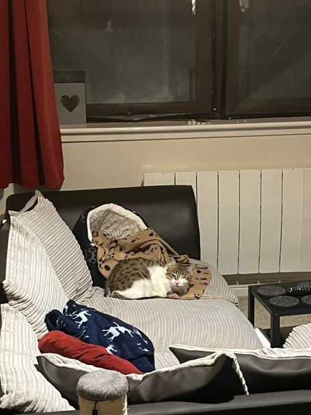 A cat curled up sleeping on a patterned blanket or duvet cover. The cat has a fluffy, multicolored coat and appears to be resting comfortabl
