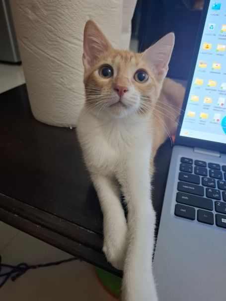 Ginger tabby cat shows her white legs and neck, she sits beside an open notebook.