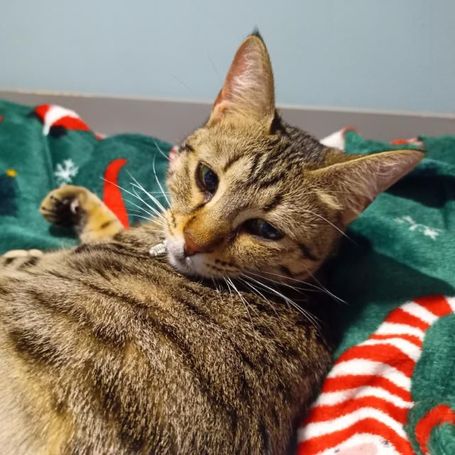 Brown tabby cat looking over her right shoulder.