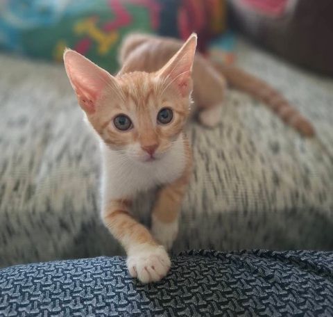 Ginger cat with long ears and white neck sitting on a grey sofa, looking curious into the camera.