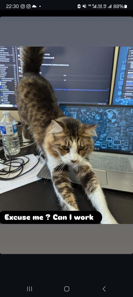 Tabby cat with white front legs and a white nose, stretching his legs on a table