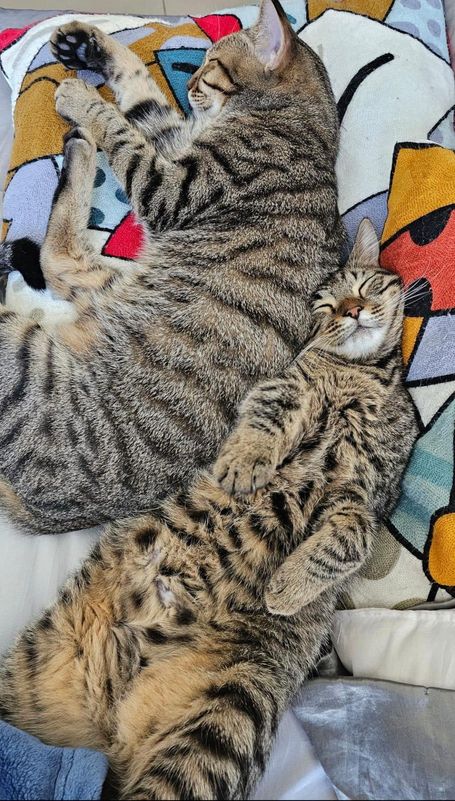 Both cats cuddling and looking very cute