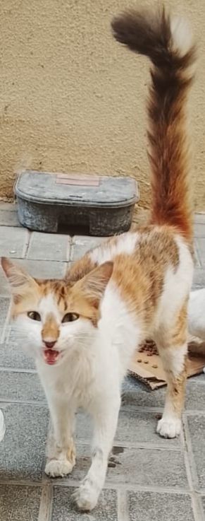 Standing cat with fluffed up tail, opening her mouth. Her fur is white, orange and brown/black