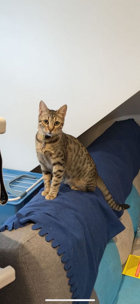 Brown tabby sitting alert on the back of a sofa.