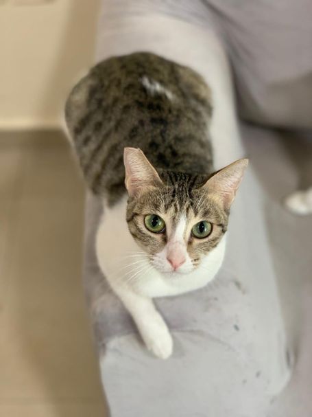 tabby cat lying relaxed on sofa armrest