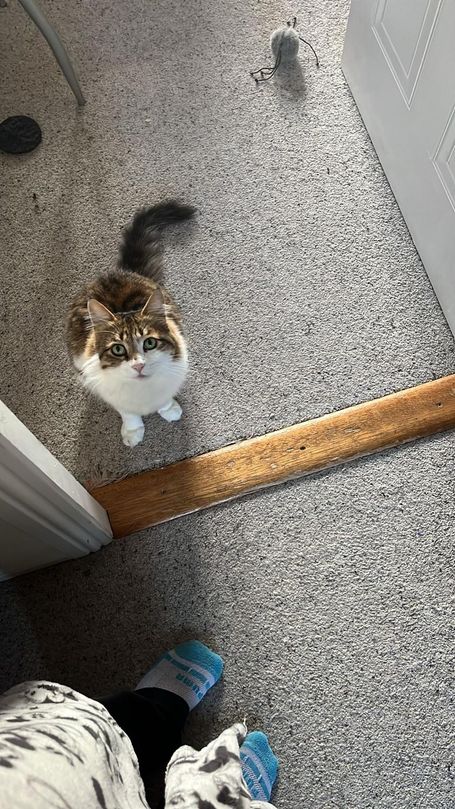 Cat with a bicolored coat. The front part of the cat's body is white, while the back portion has a tabby pattern. 