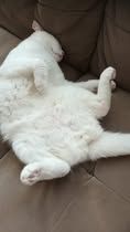 White cat lying on his back, all paws stretched out and he shows his fluffy belly.