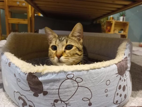 Brown tabby peeking over the edge of a cat bed.