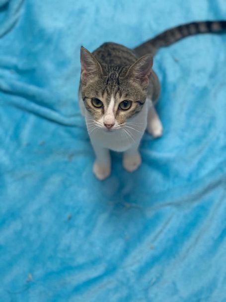 Tabby cat standing on blue towel