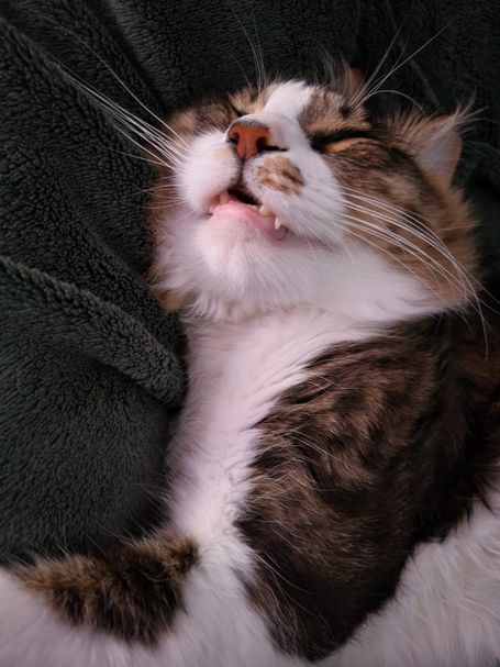 Same tabby cat seems to enjoys cuddles, his head is tilted back into the pillow.