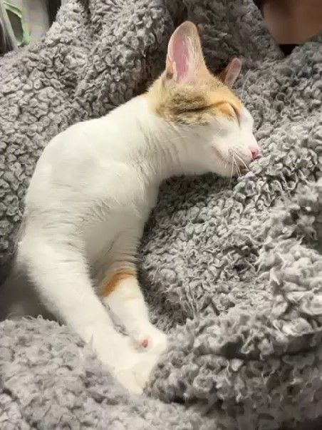 Luna sleeping on a grey blanket, her eyes are closed