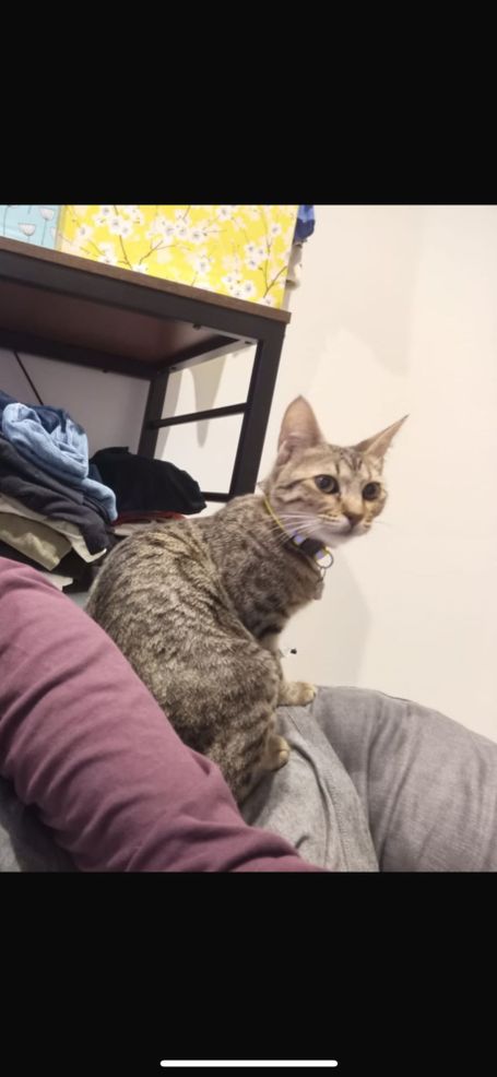 Brown tabby sitting on a few pillows and looking over her right.