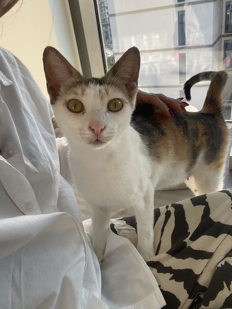 Luna is standing on her four legs, looking into the camera