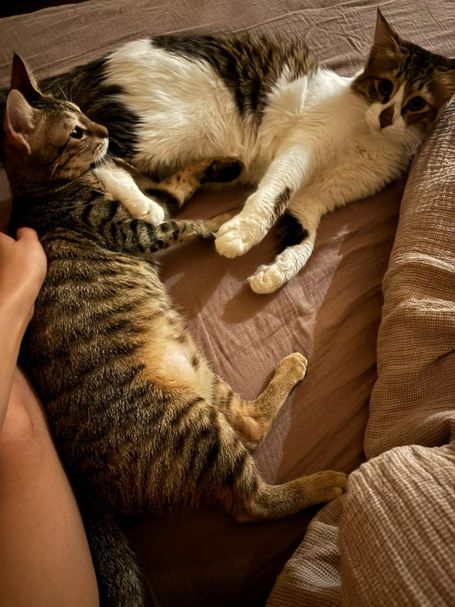 Both cats enjoying cuddles on a sofa