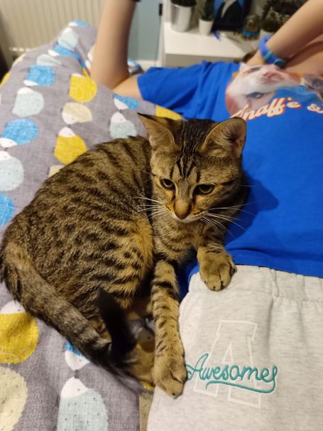 Brown tabby cat relaxing on a bed.