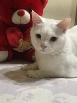 White cat with a red teddy bear in the background. The cat looks gentle.